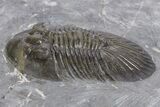 Detailed Scabriscutellum Trilobite - Morocco #359157-2